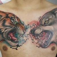 Tattoo of tiger and wolf on chest