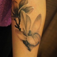 tenero bianco nero fiore magnolia tatuaggio su braccio