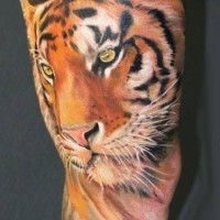 Realistic tiger tattoo on arm