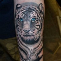 Blue eyed snow tiger tattoo on arm