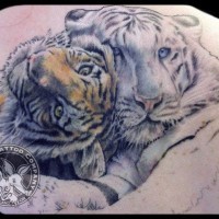 Unbelievable multicolored white and regular tiger couple tattoo