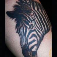 Usual style painted big black and white zebra tattoo on leg