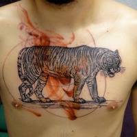 Vintage style black and white chest tattoo of big tiger