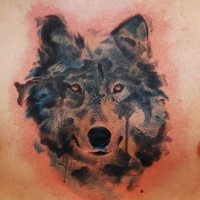 Watercolor portrait of dark wolf tattoo on chest