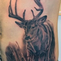 Wildlife deer side and belly tattoo in realism style