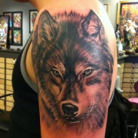 Tatuaggio colorato sul deltoide la faccia del lupo