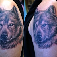 Tatuaggio sul deltoide la faccia del lupo