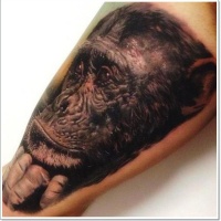 Wonderful realistic monkey tattoo on arm
