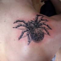 Wooly spider tattoo on shoulder blade