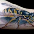 Tatuaje  de abeja volumetrica