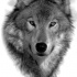 Adorable realistic wolf portrait tattoo design