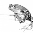 Amazing black-and-white frog tattoo design by Keldamage