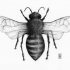 Amazing grey-ink dotwork-winged bee tattoo design