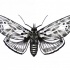 Amazing grey moth tattoo design by Enjoy