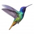 Amazing rainbow hummingbird tattoo design