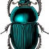 Amazing turquoise striped hard-testa bug tattoo design