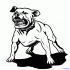 Angry barking pitbull dog tattoo design