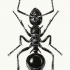 Attractive black-and-white ant tattoo design