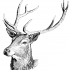 Attractive black-and-white deer head tattoo design