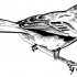 Attractive black-and-white sitting sparrow tattoo design