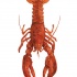 Attractive bright red lobster water animal tattoo design