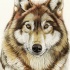 Attractive brown-fur wolf portrait tattoo design