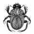 Awesome black-and-white ornate bug tattoo design