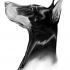 Awesome black doberman head in profile tattoo design by Burdmcleod