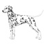 Awesome dalmatian dog in full growth tattoo design