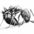 Awesome pencilwork curled ant tattoo design