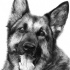 Awesome realistic german shepherd tattoo design by Chandito