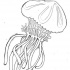 Awesome uncolored jellyfish tattoo design