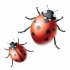 Beautiful black-and-red crawling ladybug couple tattoo design