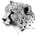 Beautiful black pencil-work cheetah head tattoo design