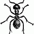 Big black-and-white ant tattoo design