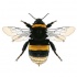 Big black-and-yellow striped bee tattoo design