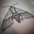 Big grey-ink close-winged moth tattoo design