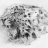 Black-and-grey screaming jaguar head tattoo design