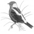 Black-and-white bird sitting on grass stems tattoo design