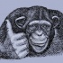 Black-and-white chimpanzee showing OK sign tattoo design