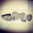 Black-and-white fish skeleton tattoo design