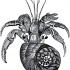 Black-and-white hermit crab turning up tattoo design
