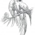 Black-and-white parrot sitting on tree with snag tattoo design