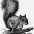 Black-and-white smiling squirrel sitting on branches tattoo design