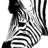 Black-and-white zebra head with latin quote tattoo design