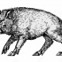 Black-ink wild pig tattoo design