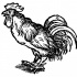 Black-line standing rooster tattoo design