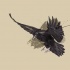 Black raven flying on brown splashed background tattoo design