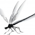 Black white-winged sitting dragonfly tattoo design