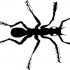 Bonny black white-eyed running ant tattoo design
